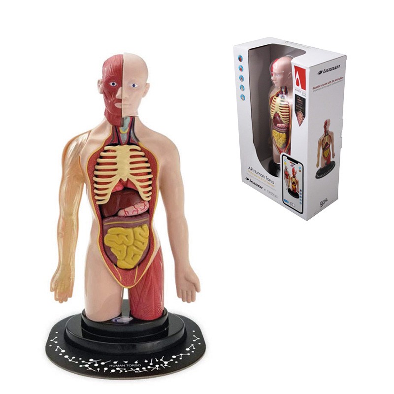 TORSO HUMANO CON REALIDAD AUME