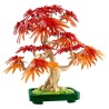 BOTANICALS BONSAI DE ARCE ROJO