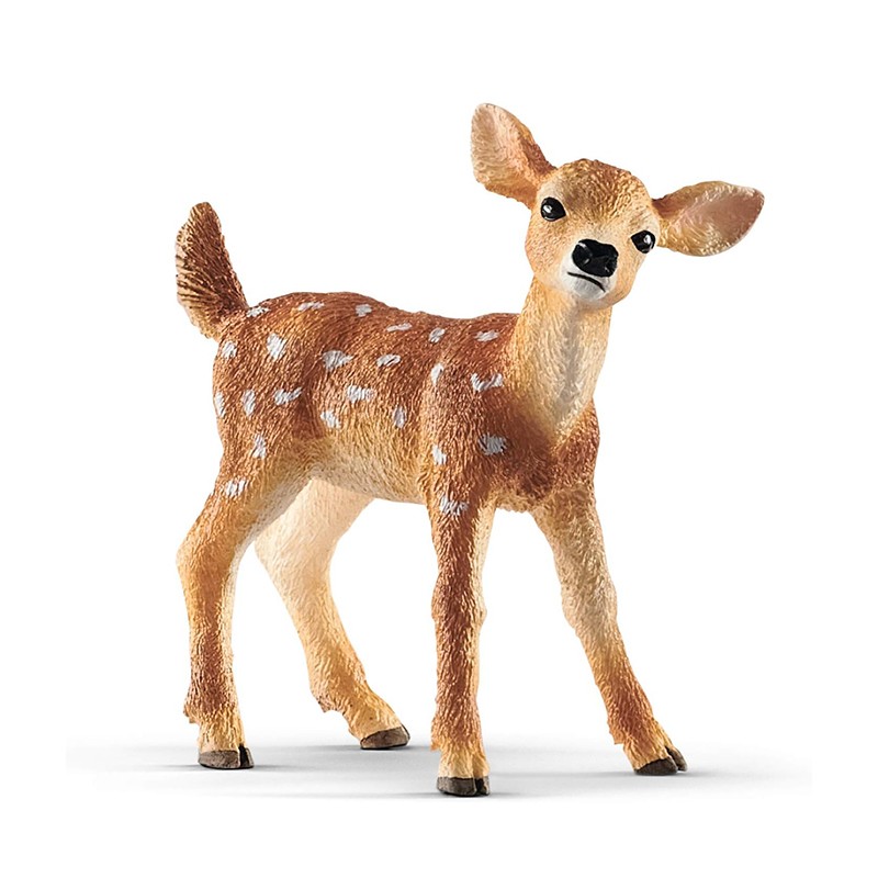 CERVATO DE COLA BLANCA