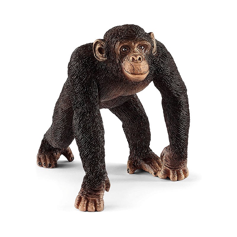 CHIMPANCE MACHO